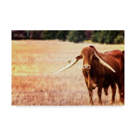 Pixie Pics 'African Longhorn Cattle' Canvas Art,22x32